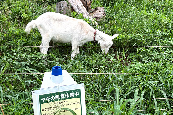 海の森公園 ヤギの除草